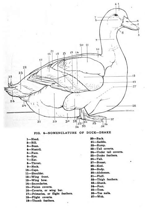 Glossary Of Poultry Terms Open Poultry Standards Australia