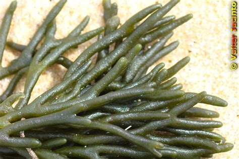 Alga Velvet Horn Seaweed Codium Tomentosum Location Flickr