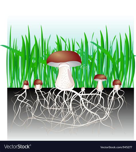 Mushrooms Royalty Free Vector Image Vectorstock