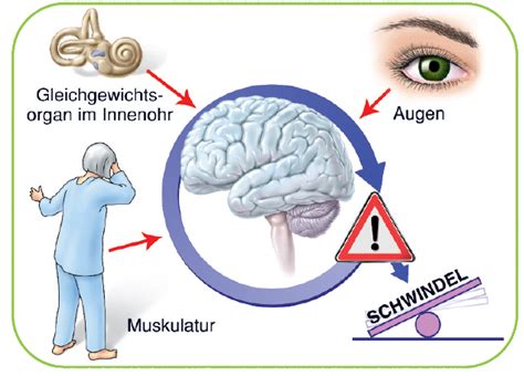 Um Im Gleichgewicht Zu Sein Müssen Die Muskulatur Die Augen Und Das