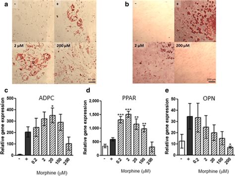 Differentiation Potential Of Mscs In The Presence Of Morphine Mscs Download Scientific Diagram