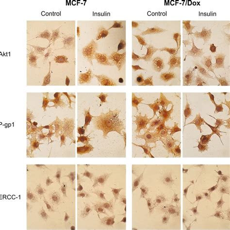 The Effects Of Insulin On The Proliferation Of Mcf And Mcf Dox