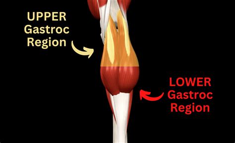 Muscle Fiber Type-Specific Training: The Gastrocnemius (Bottom AND Top)!Muscle Fiber Type ...