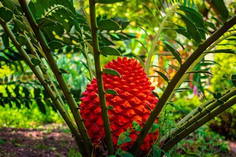 Cycad Plant Prehistoric - Free photo on Pixabay - Pixabay