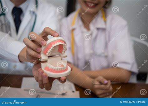 Dentist Showing Artificial Teeth Orthodontist Holding Jaw Model Stock