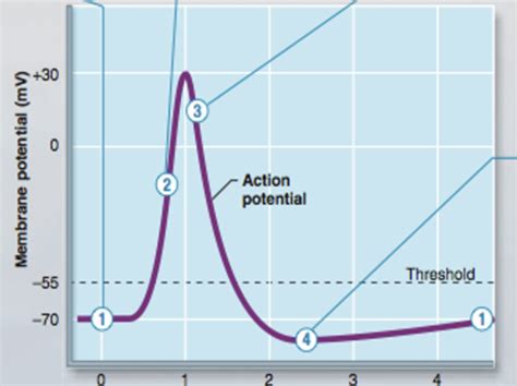 Biomed Lab Quiz Diagram Quizlet