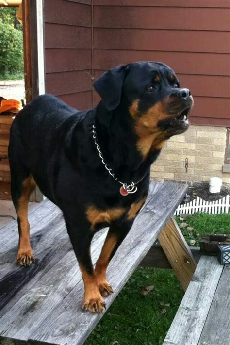 1428 Best Images About Rotties On Pinterest Rottweiler Mix Best