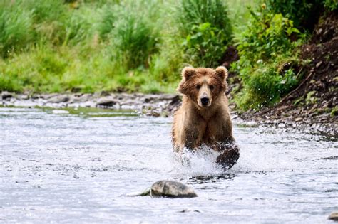 4 Day 3 Night Photo Workshop 2025 Kodiak Bear Center And Lodge