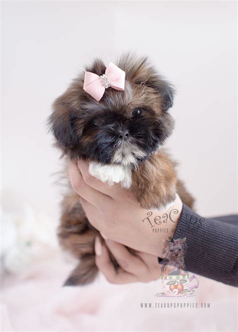 Shih Tzu Puppy For Sale at TeaCups Puppies South Florida | Teacup ...