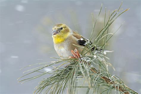 American Goldfinch Philip Schwarz Photography Blog