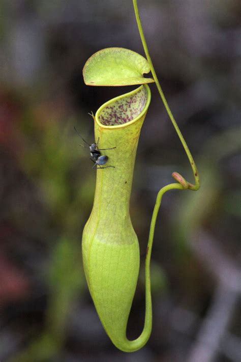 Pitcher Plant How Does It Trap Insects At Beverly Mellott Blog