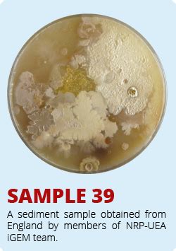 Team NRP UEA Norwich HumanPractice SoilSamples 31 45 2013 Igem Org