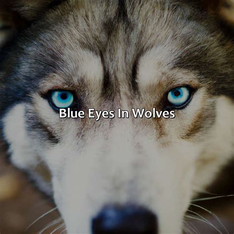 What Is The Rarest Eye Color For Wolves At Claudia Terence Blog