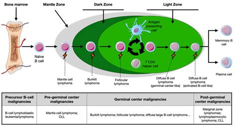 Overview Of Different Stages Of B Cell Maturation And Download