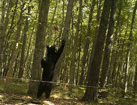 Biologists Studying Alabama’s Black Bear Population | OutdoorHub