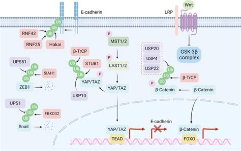 Protein Degradation Involved In Emt And Cell Stemness Degradation Of