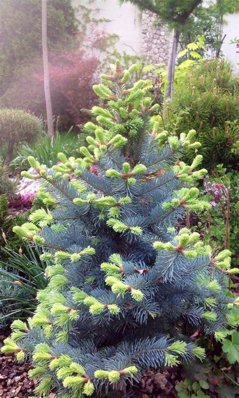 Abies Lasiocarpa Glauca Compacta Garden Trees Garden Shrubs Landscaping Plants