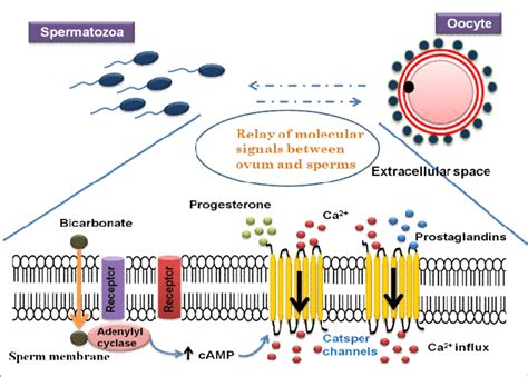 Demonstration Of Sperm Guiding Mechanisms Operating In Oviduct