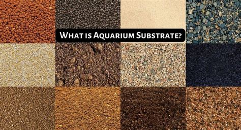 What Is Aquarium Substrate The Ultimate Guide