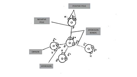 Given Figure Illustrates Five Water Molecules Held Together Quizlet