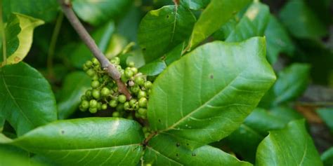 A Guide To Identifying Sumac Poison Sumac Vs Staghorn Sumac