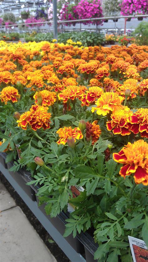 Marigolds.Add these throughout veggie gardens to help deter garden ...