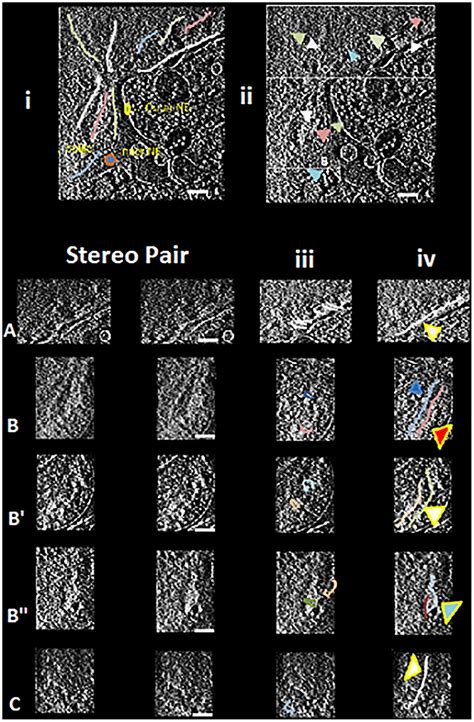 A Proposed Unified Interphase Nucleus Chromosome Structure Preliminary