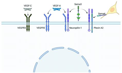 Vegf And Sempahorin Sema Ligands Bind To A Variety Of Heterodimer