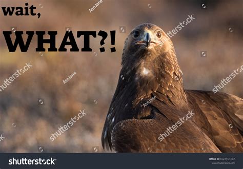 Funny Memes Bird Shocked Surprised Face Photo De Stock Modifiable