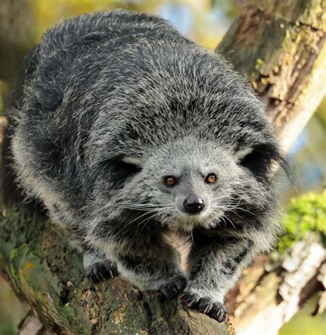 binturong on Tumblr