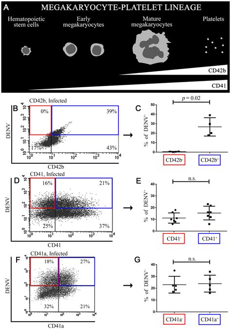 JCI Insight Aged Marrow Macrophages Expand Platelet Biased 58 OFF