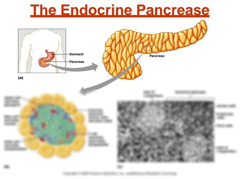 Solution Endocrine Pancreas Modified Studypool