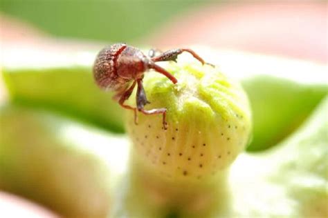 Quer Acabar O Bicudo Do Algodoeiro Saiba Como