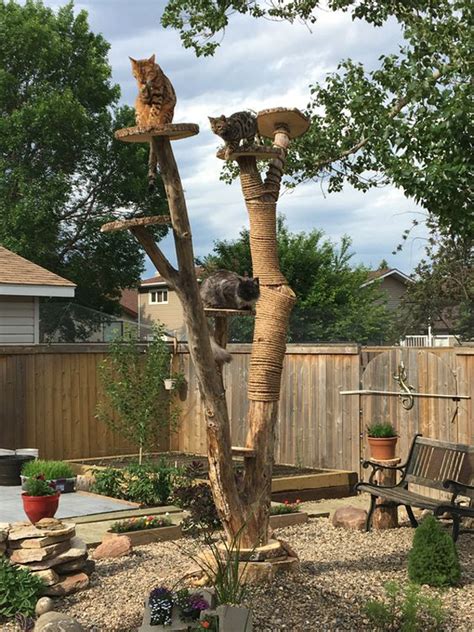 20 Creative Diy Cat Playground Ideas For Outdoor Obsigen