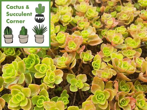 Everything You Need To Know About Sedum Spurium Laidback Gardener