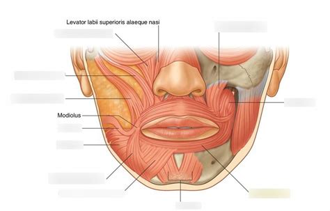 mouth muscles Diagram | Quizlet