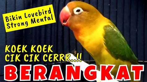 Suara Burung Lovebird Jitu Mantap Buat Pancingan Lovebird Ngekek