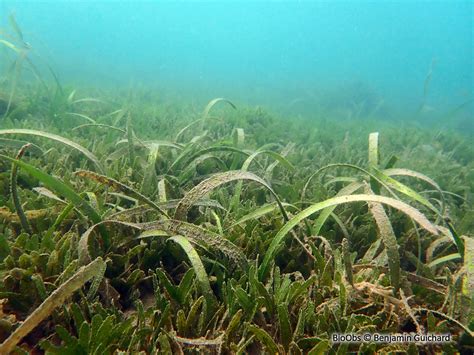 Herbe Tortue Thalassia Testudinum Bioobs