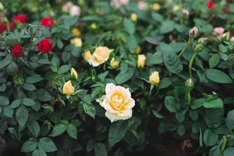 Comment Enrichir La Terre Des Rosiers En Mars Pour Leur Assurer Un