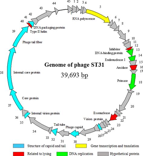 A Circular Representation Of The Phage St Genome Plotted Using The