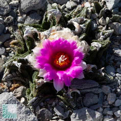 Ariocarpus Bravoanus Ssp Hintonii Esemplare Cod In Vendita