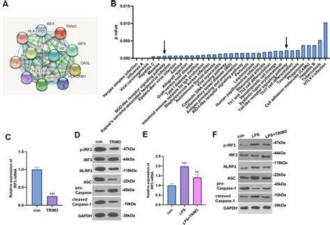 Overexpression Of TRIM3 Inhibited The IRF3 Expression And The NLRP3