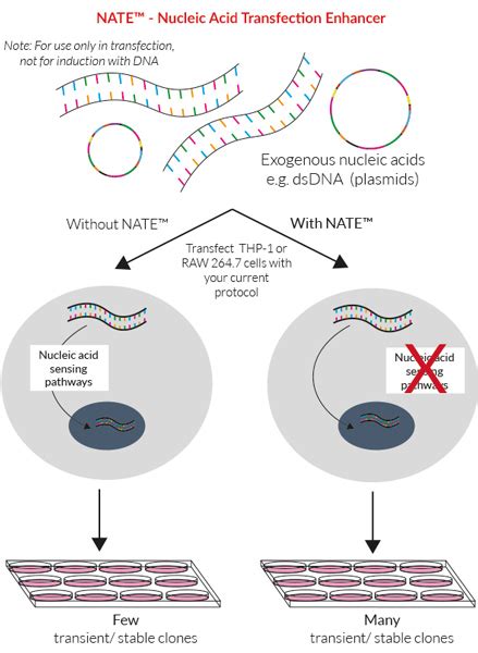 Plasmid Dna Transfection Protocol