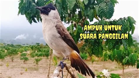 Suara Burung Kutilang Masteran Keras Jernih Dan Lantang Youtube