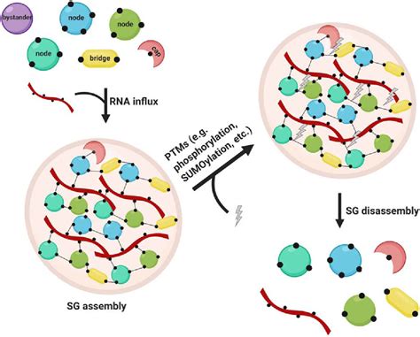 Molecular Mechanisms Of Stress Granule Assembly And Disassembly