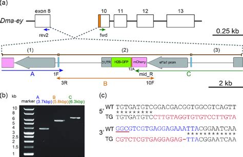 Characterization Of The Transgene Structure A Illustration Of The Download Scientific