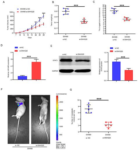 SNHG20 Knockdown Inhibits CRC Growth And Metastasis In Vivo A The