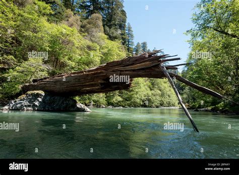 Fallen Redwood Tree Hi Res Stock Photography And Images Alamy