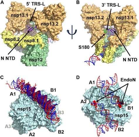 An Atomistic Model Of The Coronavirus Replication Transcription Complex