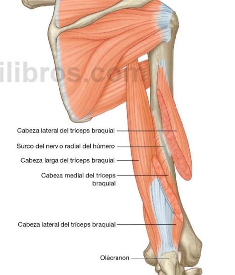 Palpaci N De La Cabeza Lateral Del Tr Ceps